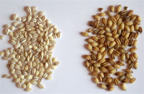 Hulled Barley