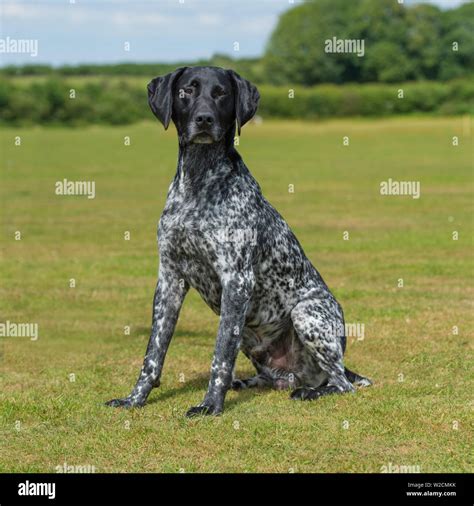 German Shorthaired Pointer Black Roan