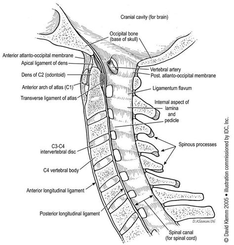 Pictures Of Anterior Longitudinal Ligament