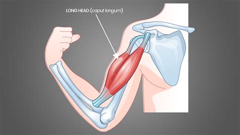 6 Best Long Head Bicep Exercises: For Bigger Peaks! - Inspire US