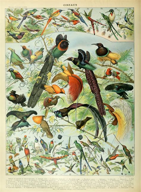 Birds Vintage Art Print Free Stock Photo - Public Domain Pictures