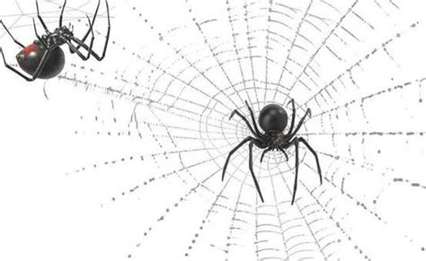 "蜘蛛网、蜘蛛”用英语怎么拼写-百度经验