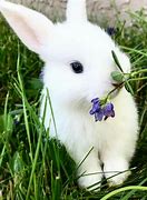 Image result for Cute Bunny Pinterest