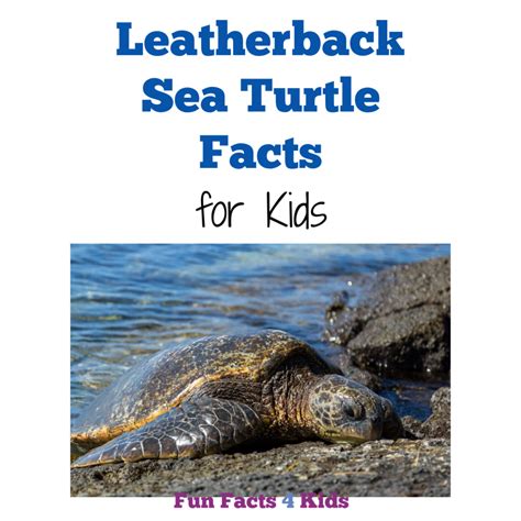 Sea Turtle Fun Facts 的图像结果