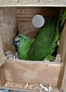 Image result for Large Parrot Nesting Box