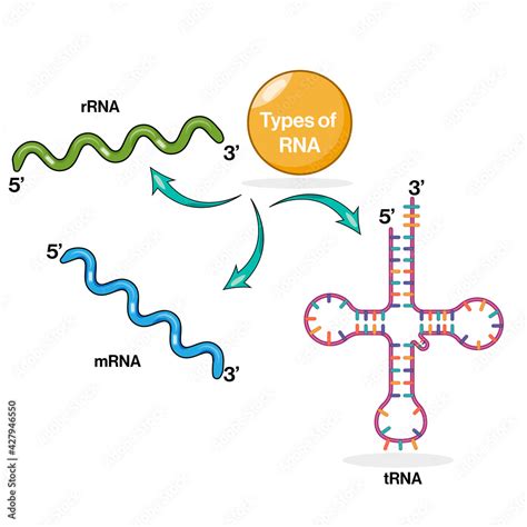 RNA Types 的图像结果