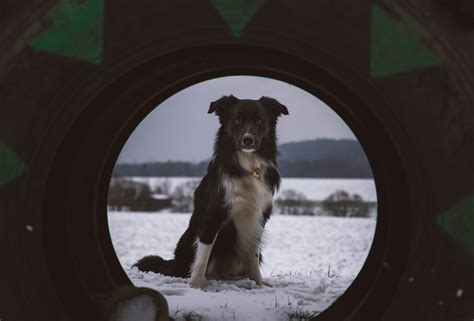 Dog Vision Filter Apps: Automatic & Manual Ways to See Like a Dog