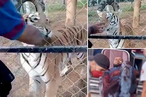 Mexico zoo worker attacked by tiger during feeding time