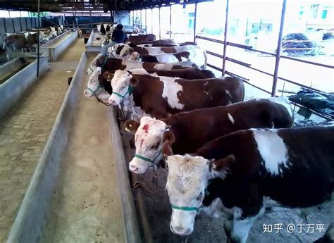 东北普通农村养牛户，饲料钱一年2万多，卖牛一年净赚十几万。
