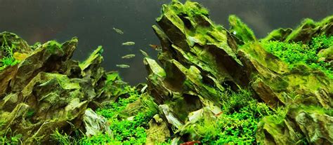 Image result for Hydrogen Peroxide Java Moss