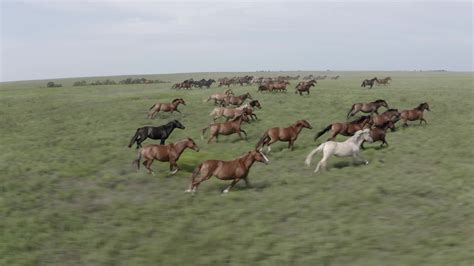 Horses Running In A Herd
