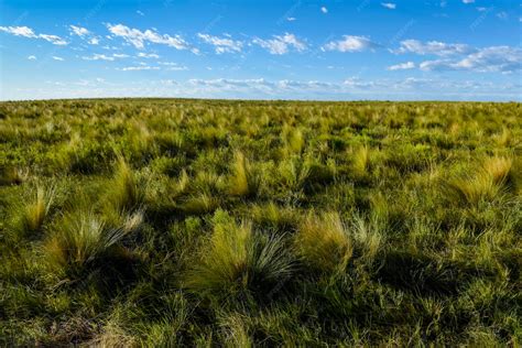 Premium Photo | Pampas grass landscape la pampa province patagonia ...