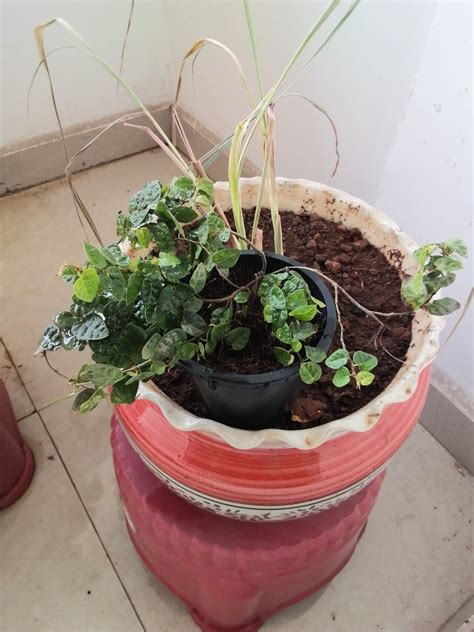EverSneh Chipkali Bel Climber & Creeper Plant Ficus Repens Creeping Lve ...
