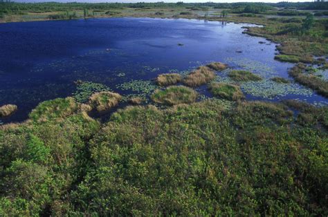 Military Discoveries: Lost Planes Found In The Okefenokee Swamp Near The Bermuda Triangle