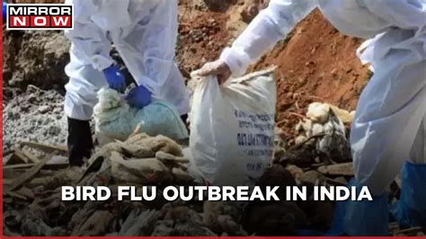 Bird flu outbreak: States on high alert as culling begins