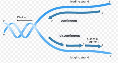 DNA Replication with diagram for 5mark - Brainly.in
