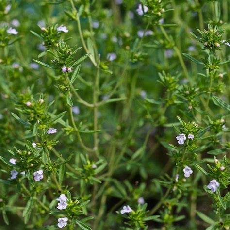 Summer Savory Seeds satureja Hortensis 40 seeds in Frozen Seed Capsules ...