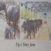 Give some examples of dairy farming - Brainly.in