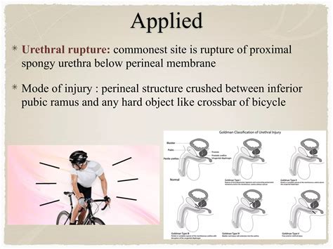 Perineum | PDF