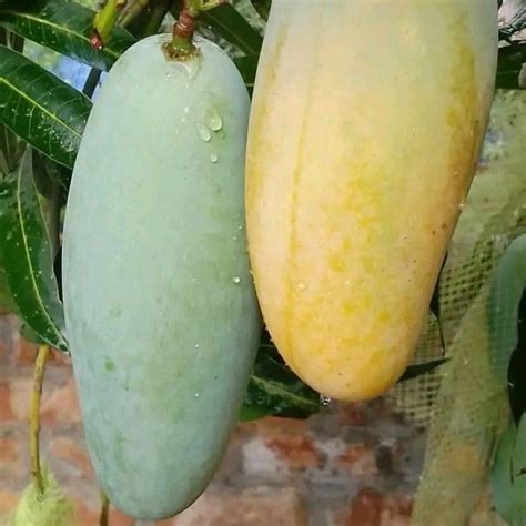 Shop Mango Mallika Grafted Plants "Mangifera indica"