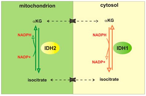 Glutamine Metabolism in Cancer Stem Cells: A Complex Liaison in the ...