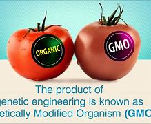 Image result for genetic engineering