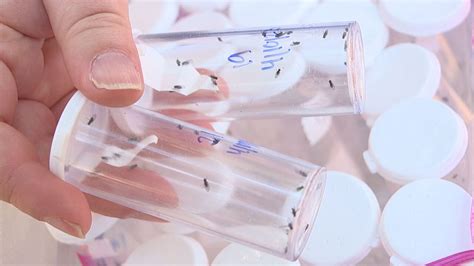 Students release silver flies to protect hemlock trees from invasive insect