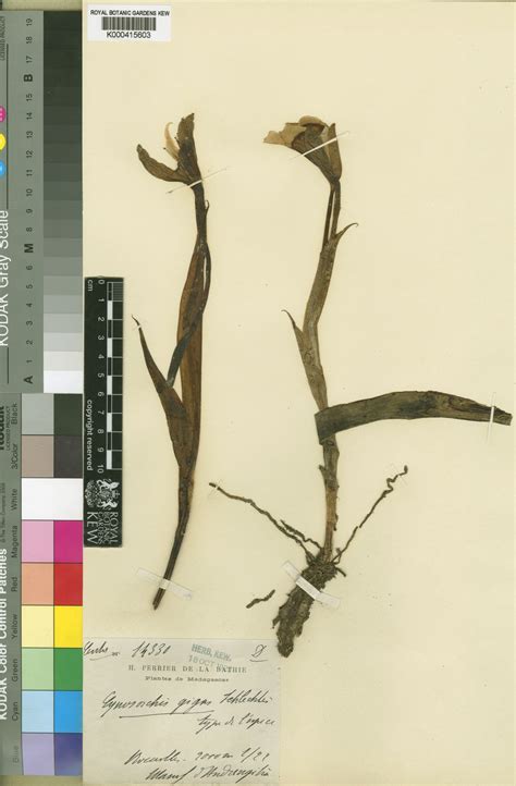 Cynorkis gigas Schltr. | Plants of the World Online | Kew Science