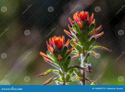 Two Scarlet Indian Paintbrush Flowers Stock Photo - Image of blossom ...