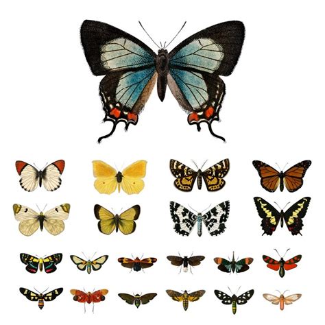 Vintage butterflies and moths png set remix from artworks by charles ...