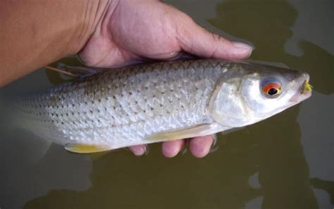小区池塘里常见的鱼,小区最常见的鱼,河里常见的小鱼苗_大山谷图库
