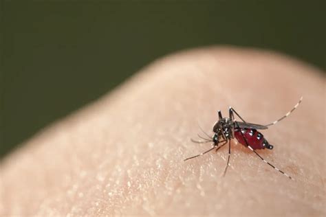 为什么蚊子会对杀虫剂产生抗药性？ - 知乎