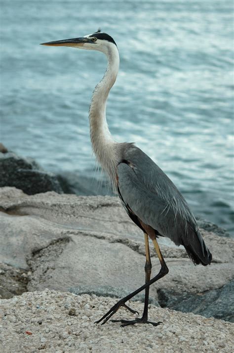 Great Blue Heron Free Stock Photo - Public Domain Pictures
