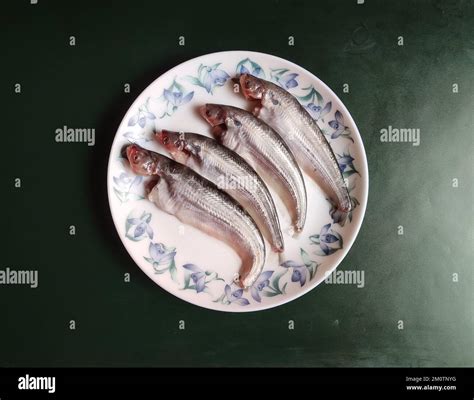 Variety of catfish species hi-res stock photography and images - Alamy