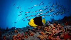 Widescreen Wallpaper Free by Hd Wallpapers Free Widescreen Wallpapers Widescreen Wallpaper Free
