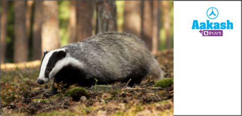 Omnivores in Biology: Definition, Types and Importance of Omnivores | AESL