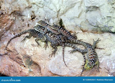 Group of Lizards on the Rock. Sunbathing Animals Stock Photo - Image of ...