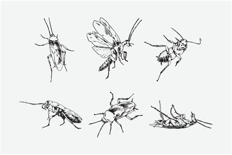 Image result for How to Draw a Cockroach Step by Step