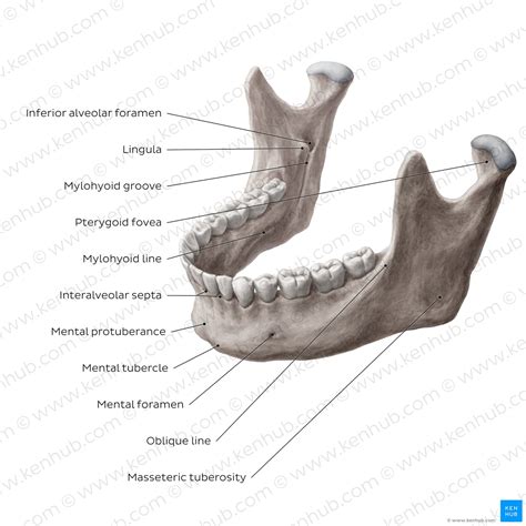 Neck Of Mandible