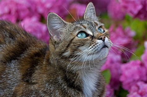 Are Wallflowers Safe for Cats? Protect Your Feline Friend from Potential Dangers