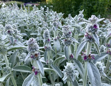 The Plant Library: Lambs Ear Plant (Stachys byzantina) - The Landscape ...