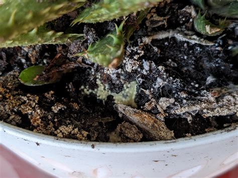 Green eggs in soil? This was found under one of my houseplants. We have ...