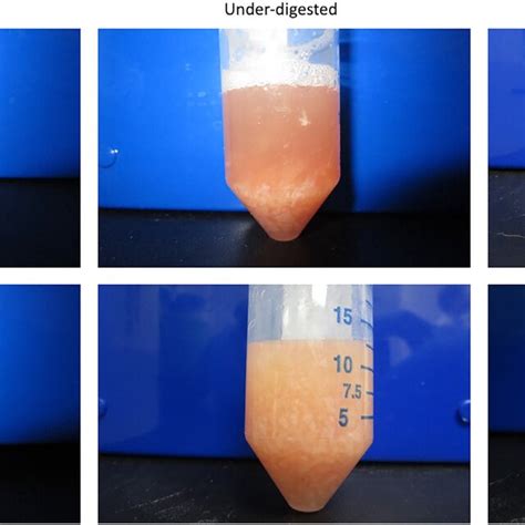 Image result for Partially Digested Food