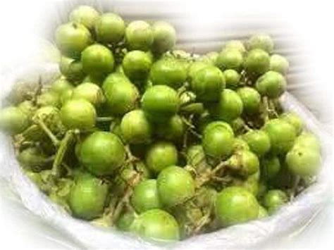 HINDU GURU GOYAL Lisodha Lisoda (400 GRAM) : Amazon.in: Health ...