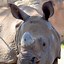 Image result for Two-Horned Rhino