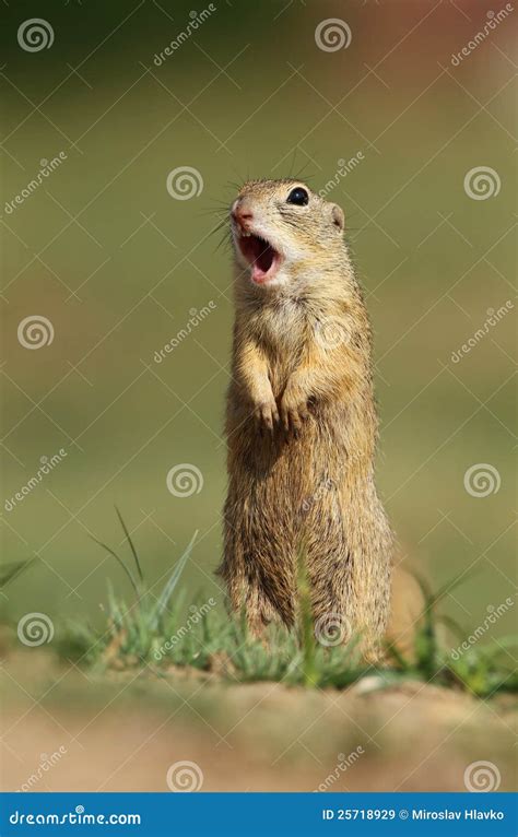 Ground squirrel screaming stock image. Image of rodent - 25718929