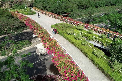 天桥绿化工程建设和养护技术 - 实用技术 - 广州市林业园林科技推广服务平台