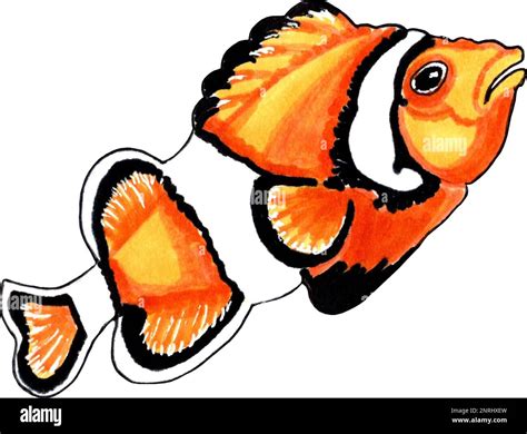 Amphiprion coral fish orange with black. JPEG illustration marine animals Stock Photo - Alamy