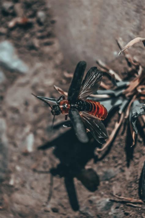 iCLIPART 的图像结果