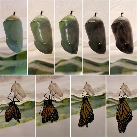 Monarch Butterfly Stages